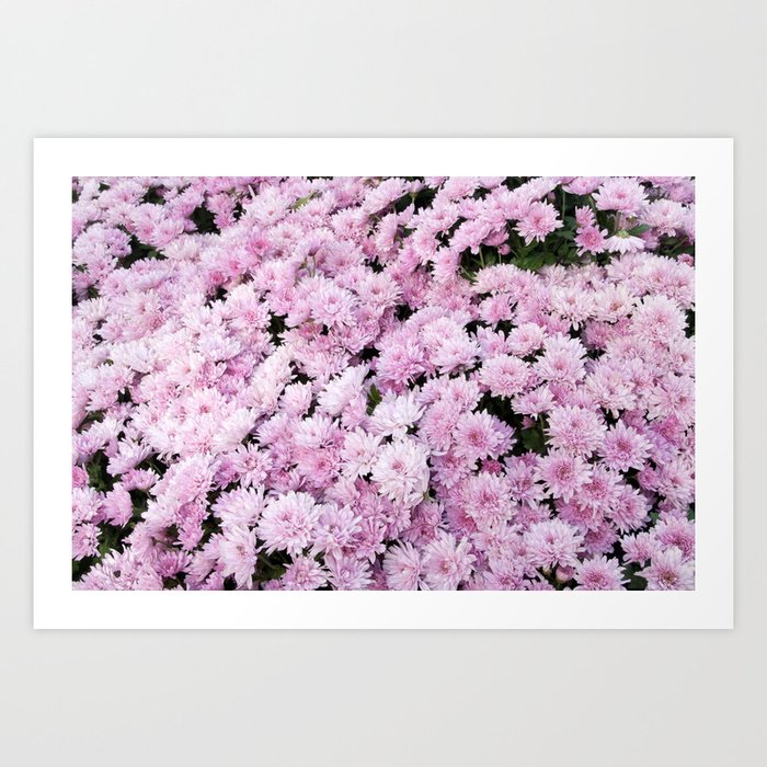 A Sea of Light Pink Chrysanthemums #2 #floral #art #Society6 Art Print