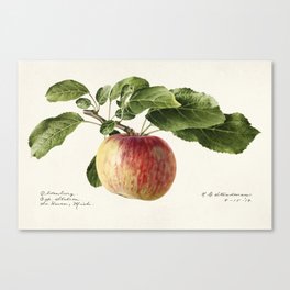 Apple (Malus Domestica) Canvas Print