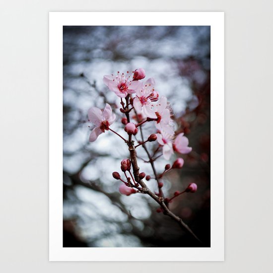 Cherry Blossom Art Print