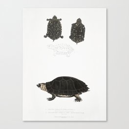 Spotted Terrapin & Thicknecked Terrapin Canvas Print
