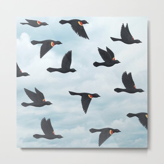 red-winged blackbirds and blue sky Metal Print