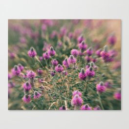 Purple Cone Flowers Canvas Print