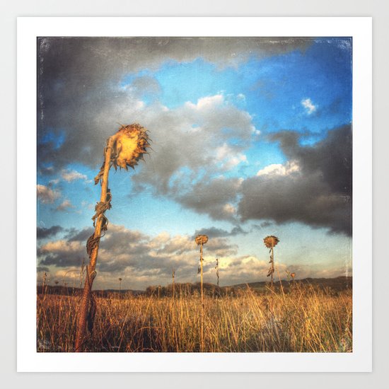 Field of lost Souls - Withered Sunflowers Art Print