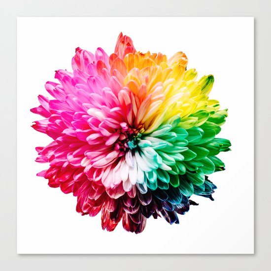 rainbow flower Canvas Print