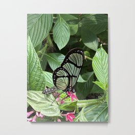 Butterfly of Mindo Metal Print | Photo, Mindoecuador, Butterfly, Color, Ecuador, Cartersandecuador, Southamerica 