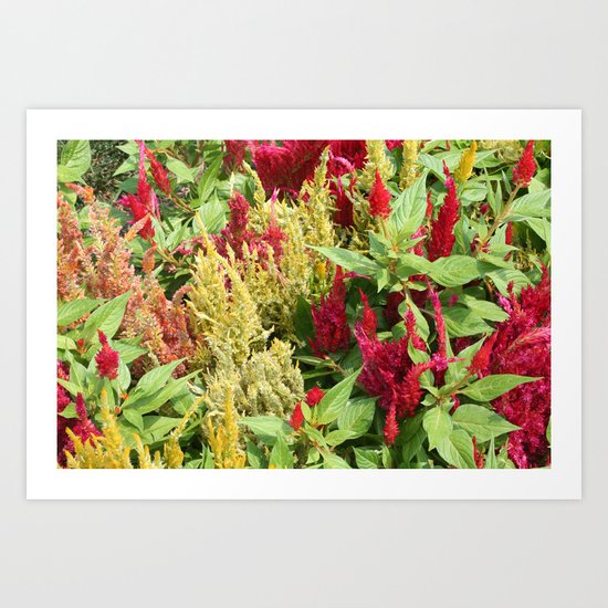DC Flowers Art Print