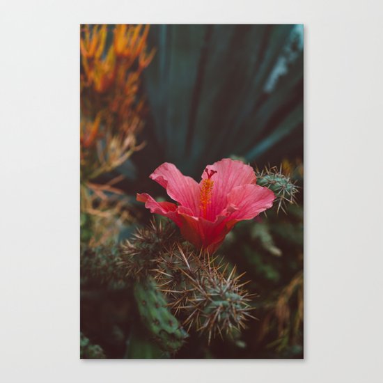 California Bloom II Canvas Print