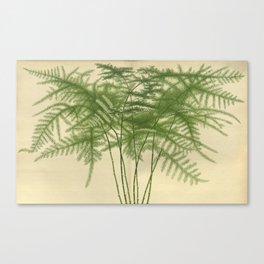 Botanical Asparagus Canvas Print