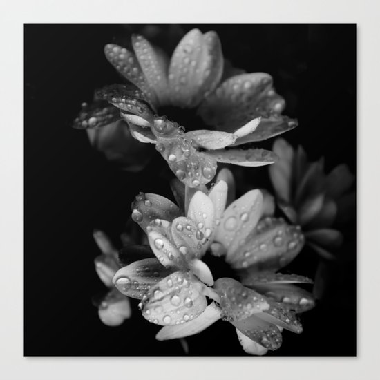 Flower and drops. Black and white. Canvas Print