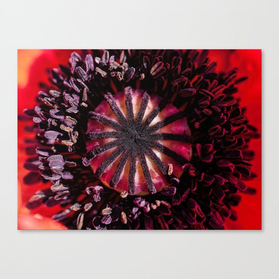 Poppy heart Canvas Print