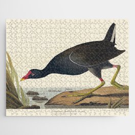 Common Gallinule from Birds of America (1827) by John James Audubon  Jigsaw Puzzle