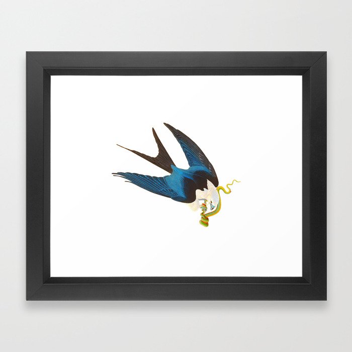 Swallow-tailed Hawk Framed Art Print