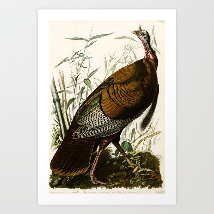 Wild Turkey - John James Audubon's Birds of America Print Art Print