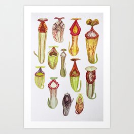 Nepenthes of the World: vol 3 Art Print