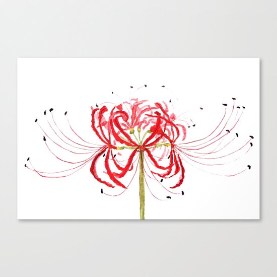 Red spider lily Canvas Print