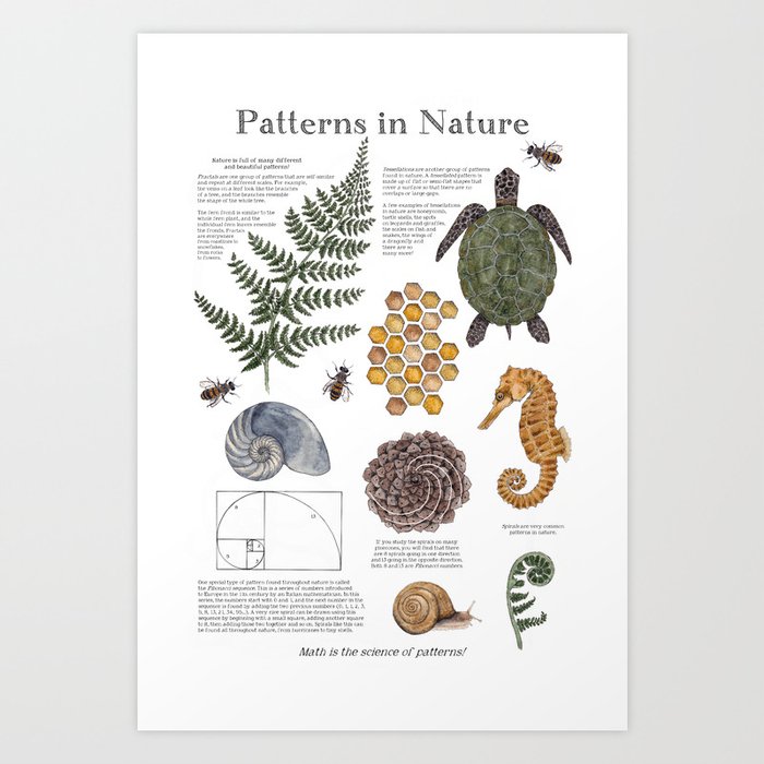 Patterns in Nature Art Print