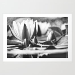 Flora and Fauna Art Print | Summervibes, Pond, Frog, Black And White, Fauna, Water, Sealily, Flora, Summer, Photo 