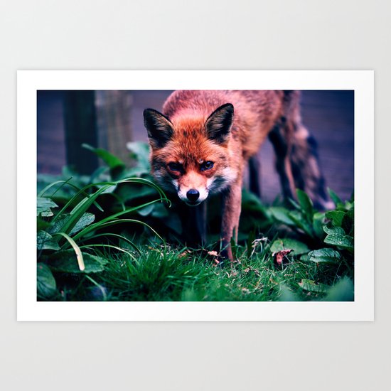 Fox Art Print