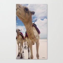 Kamel Kisses Canvas Print