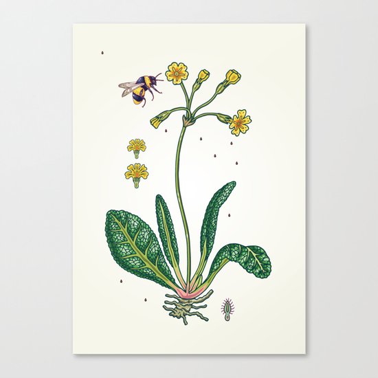 yellow cowslip and bee Canvas Print