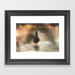 Mallard Duck Framed Art Print