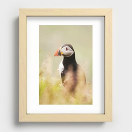 Puffin in Shetland | Sumburgh, Shetland Scotland travel photography | Nature and landscape art print Recessed Framed Print