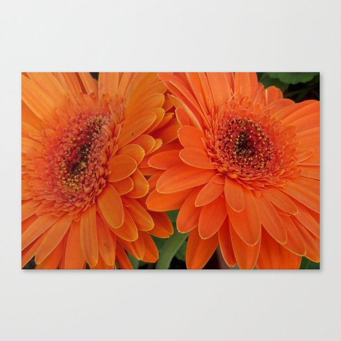 Daisy flowers (Marguerite) " Love is only what you need" Canvas Print
