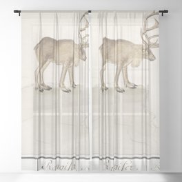 Reindeer, Rangifer tarandus  Sheer Curtain