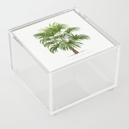 8 Les Palmiers Histoire Acrylic Box