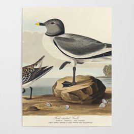 Fork-tailed Gull from Birds of America (1827) by John James Audubon  Poster