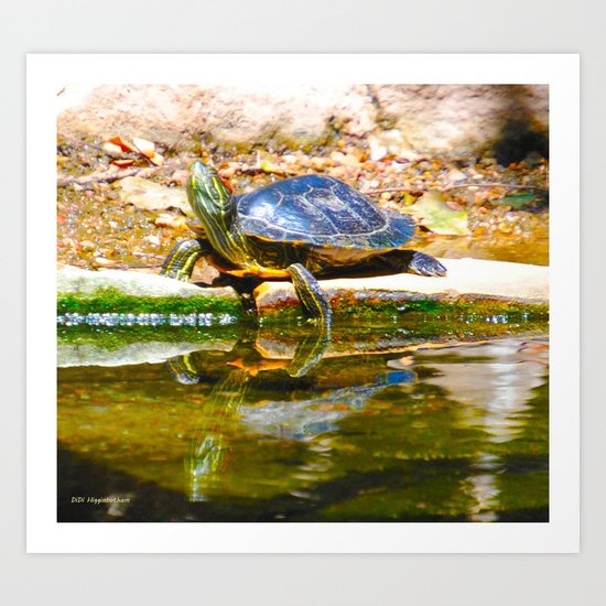 Red Ear Slider Turtle Art Print