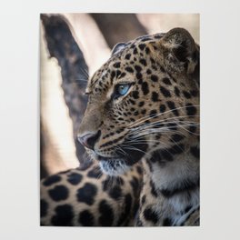 Leopard resting Poster