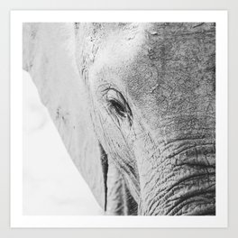 Baby Elephant Art Print