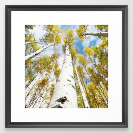 Aspen Trees in Nature Framed Art Print