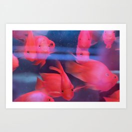 Lucky Fish Art Print | Photo, Bright, Water, Underwater, Orange, Lucky, Fish, Macro, Digital, Gold 