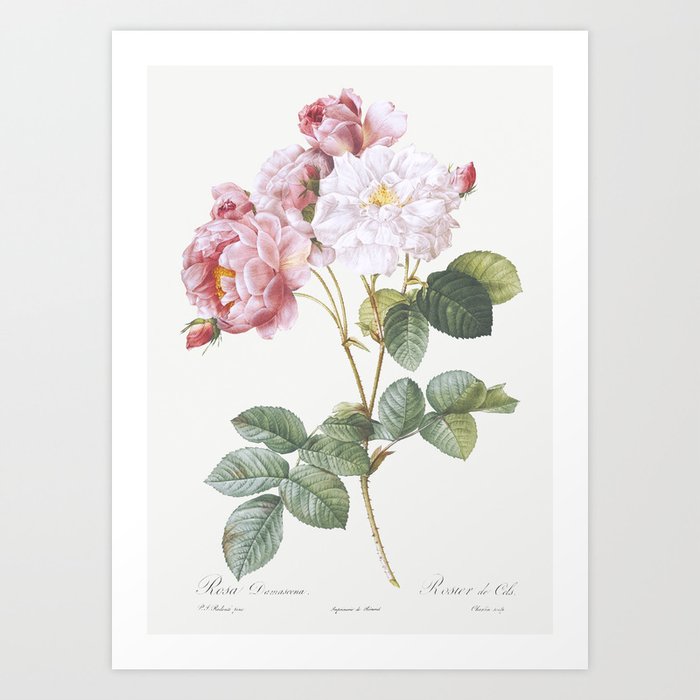 Rosa × damascena, Rosebush (Rosa damascena)  by Pierre-Joseph Redouté Art Print