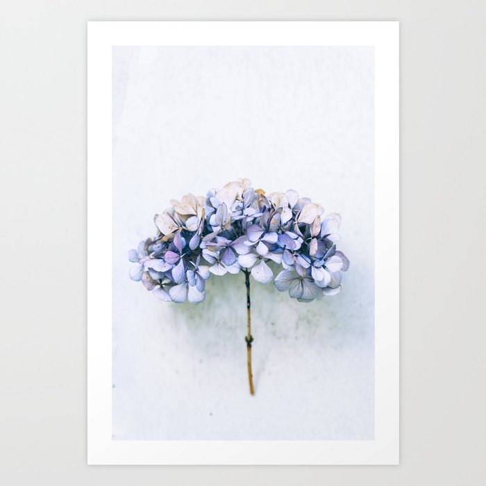 Delicate Hydrangea Art Print