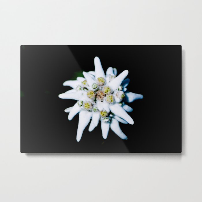 Edelweiss bloom Metal Print