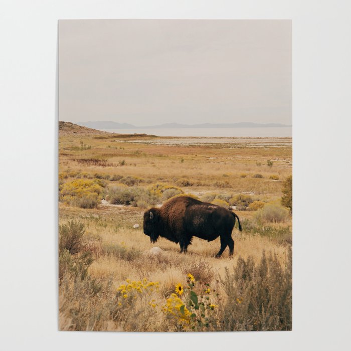 Bison Bull on Antelope Island Poster