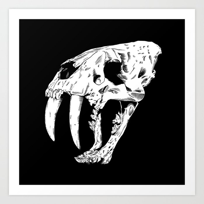 tiger skull drawing