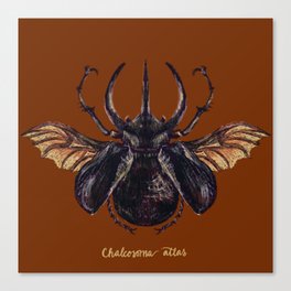 Atlas Beetle Canvas Print