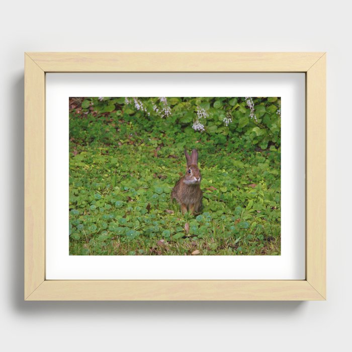 Cottontail Recessed Framed Print