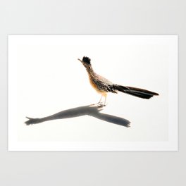 Roadrunner looking contemplative into the future Art Print
