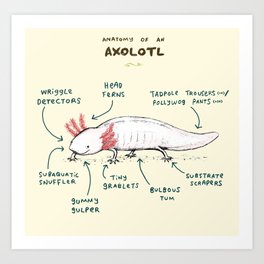 Anatomy of an Axolotl Art Print
