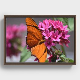 Dryas iulia + Pentas lanceolata Framed Canvas