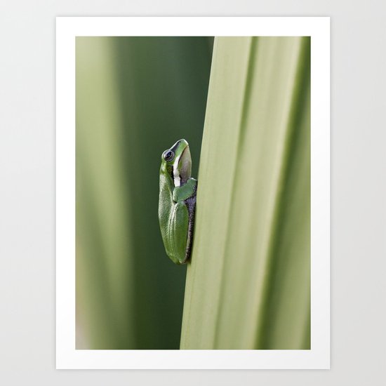 Dwarf Green Tree Frog Art Print