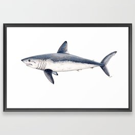Porbeagle shark (Lamna nasus) Framed Art Print