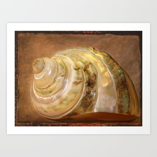 Muschel Art Print
