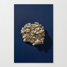 Oyster mushrooms Canvas Print