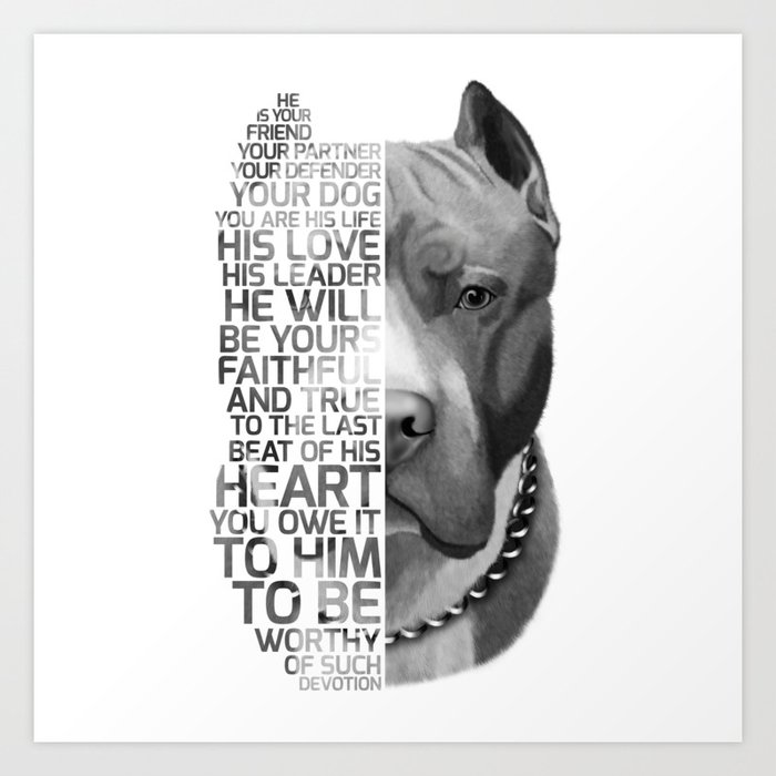 pitbull dog